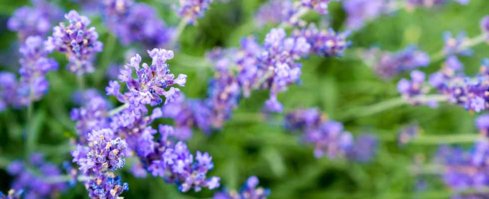lavender flower buds uplclose